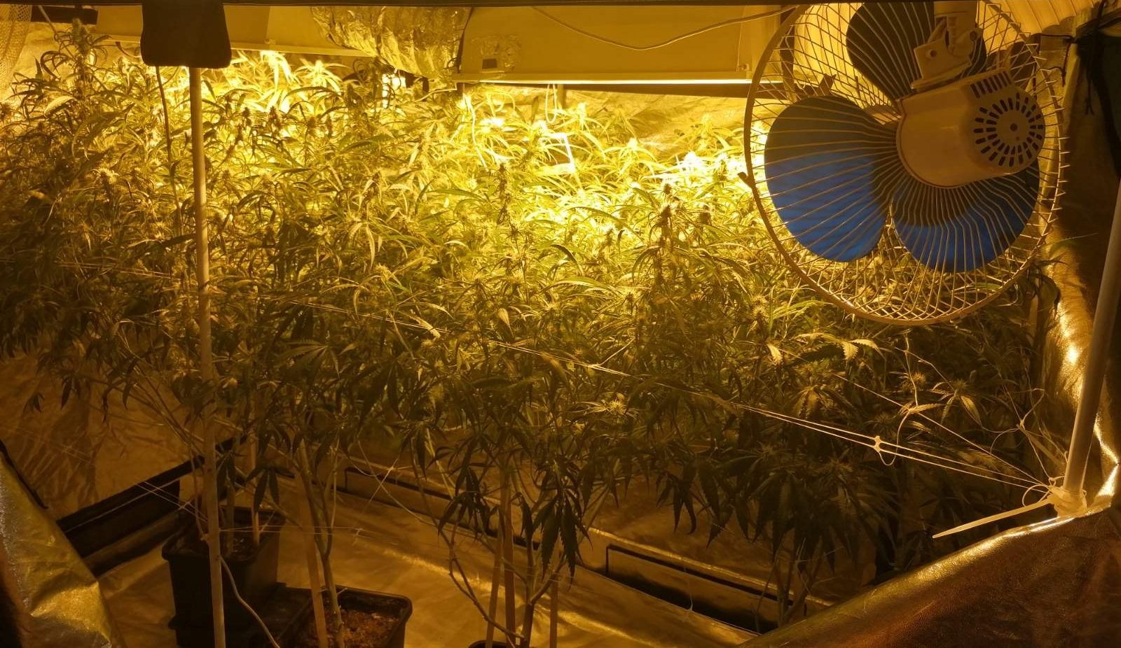 Pronađena i oduzeta laboratorija za uzgoj i proizvodnju opojne droge marihuane