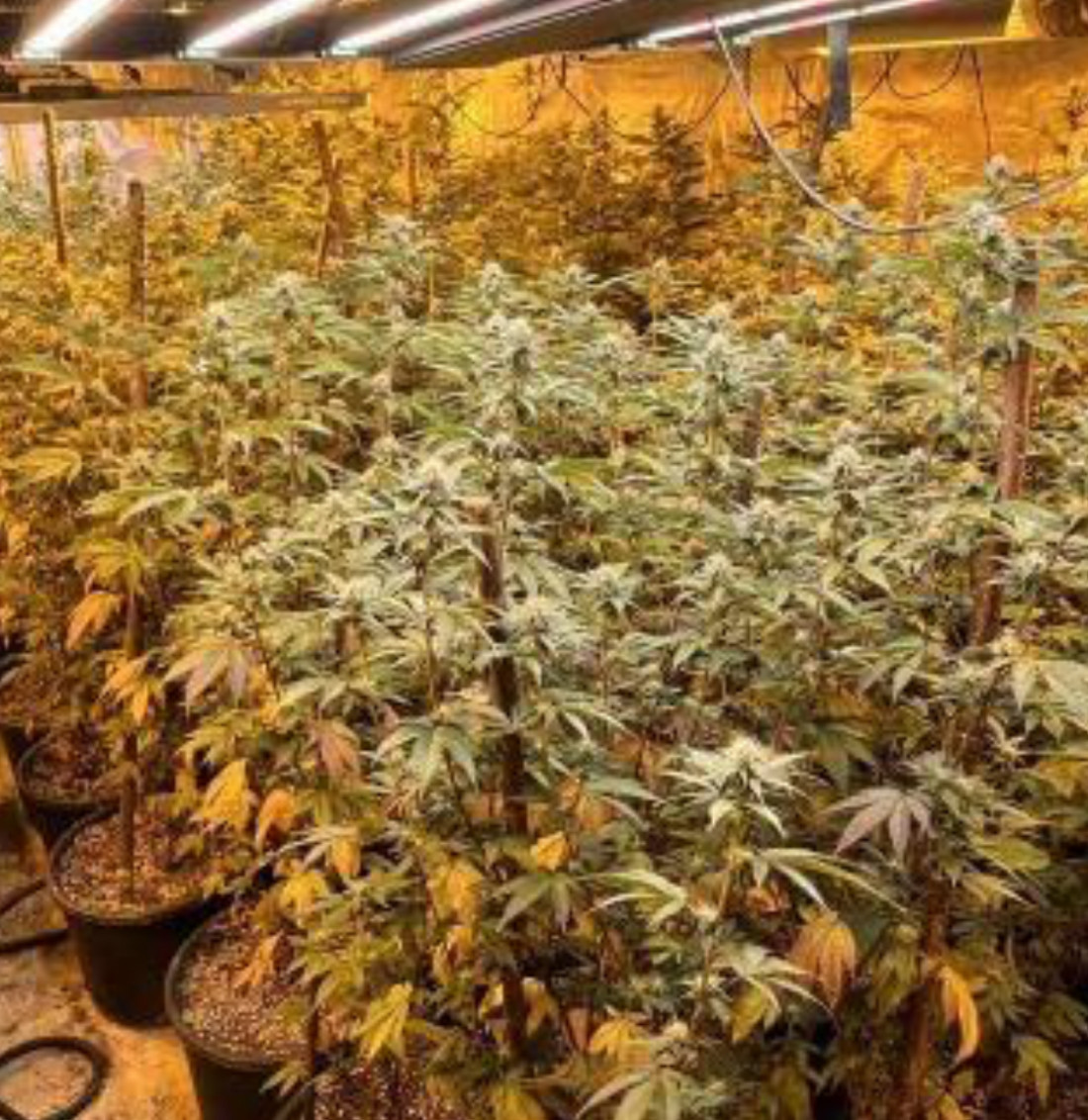 Akcija “Koko II”: Pronađena droga milionske vrijednosti