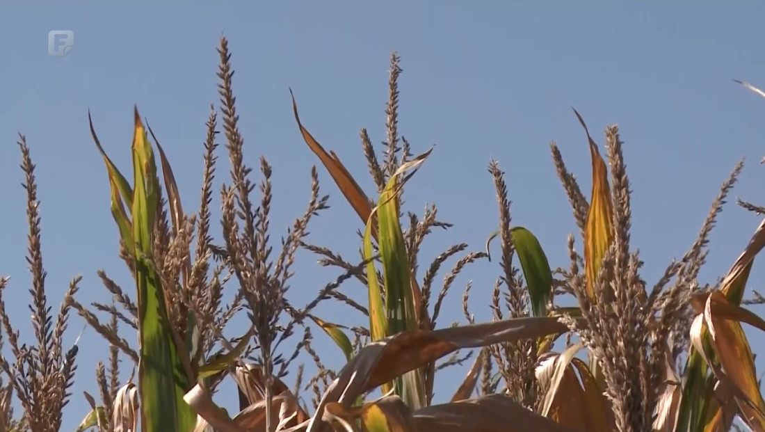 Ratari se pripremaju za berbu kukuruza - rod će biti znatno umanjen u odnosu na prošlu godinu