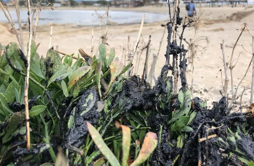 Izrael zatvorio obalu mora zbog ekološke katastrofe