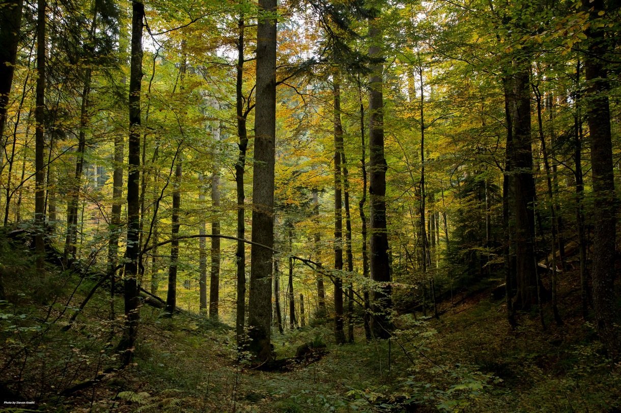 Šuma Janj bi se mogla naći na UNESCO-ovoj listi