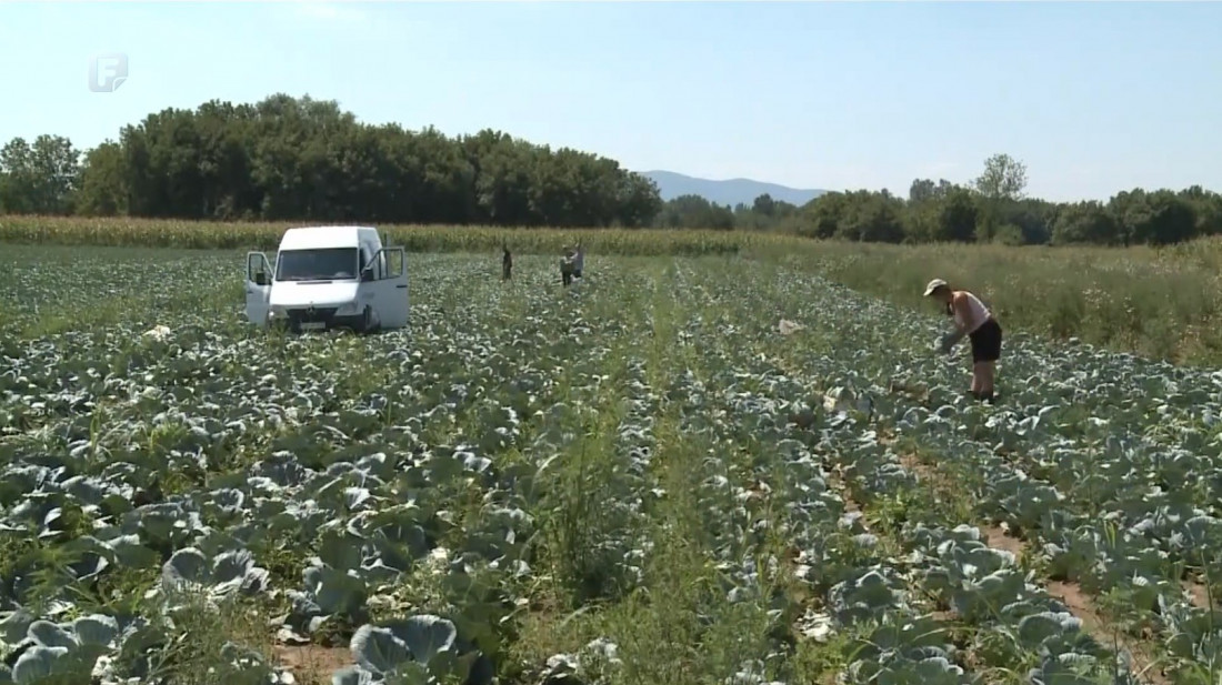 Povrtlari iz Janje ubiru rod vrhunskog kvaliteta sezonskog povrća