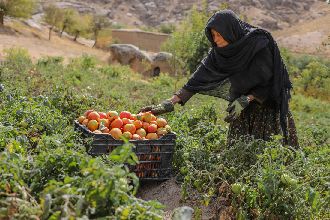 Ekonomski oporavak Afganistana usporava dok devet od 10 porodica gladuje ili se zadužuje