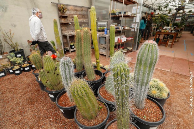 Kaktus-mafija cvjeta, kriminal težak milijarde dolara