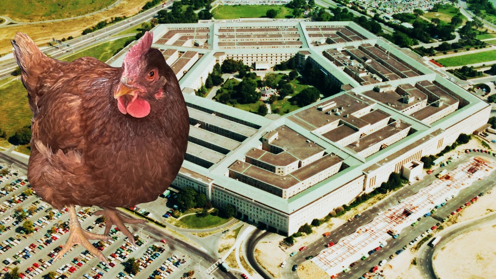 Kokoška pokušala da uđe u Pentagon