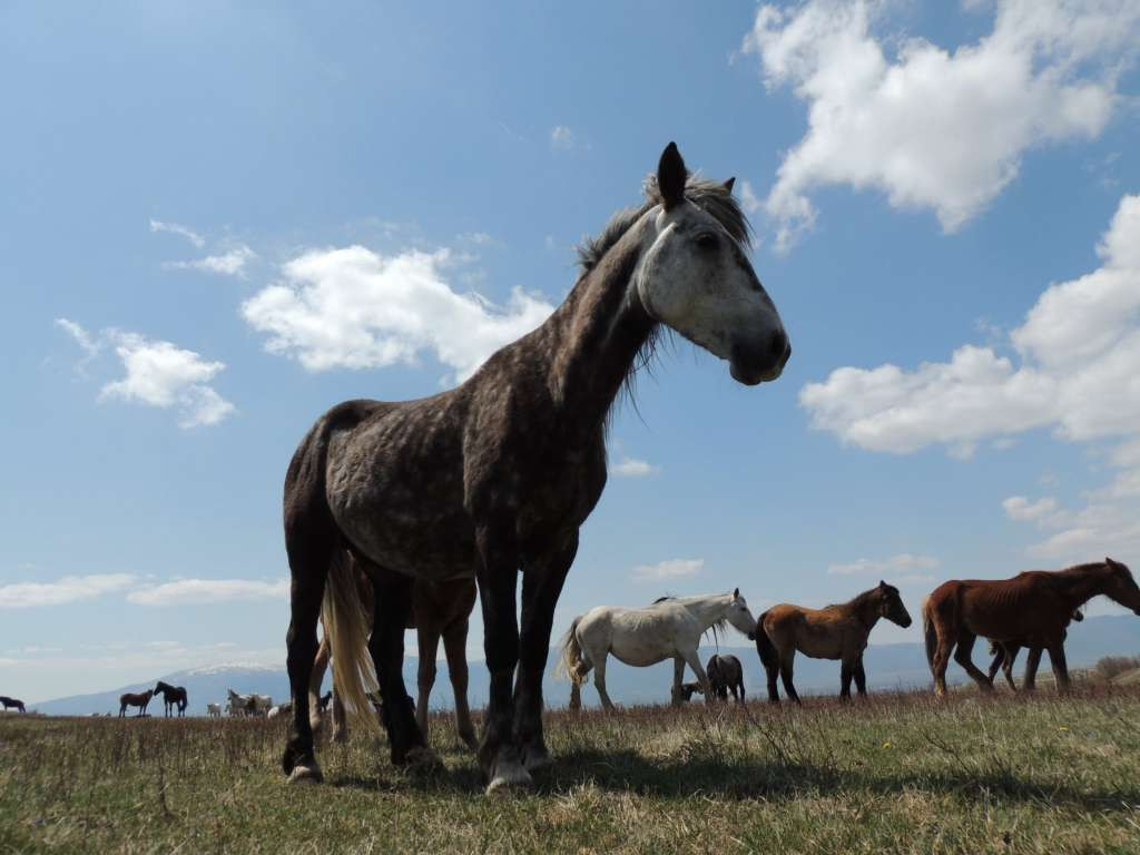 Čondrić: 10.000 KM iz proračuna za skrb o livanjskim divljim konjima