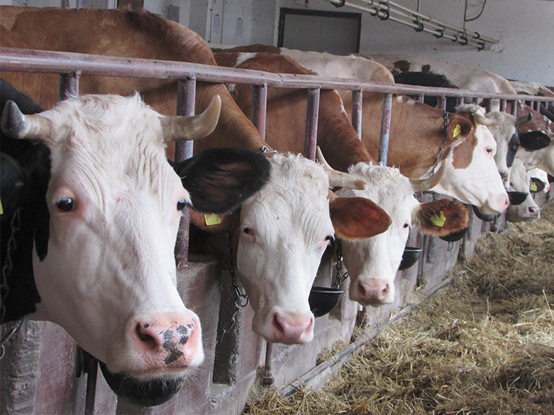 Bruceloza na farmi krava u Vogošći, životinje još nisu eutanazirane