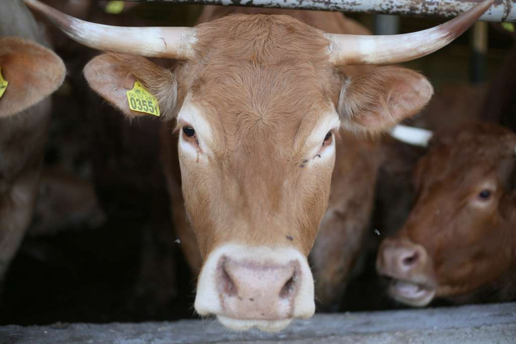 U Hrvatskoj potvrđena još dva slučaja bedrenice