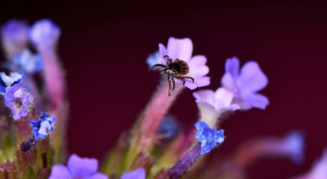 Gladni krpelji koriste i statički elektricitet da bi dospjeli na ljude i životinje