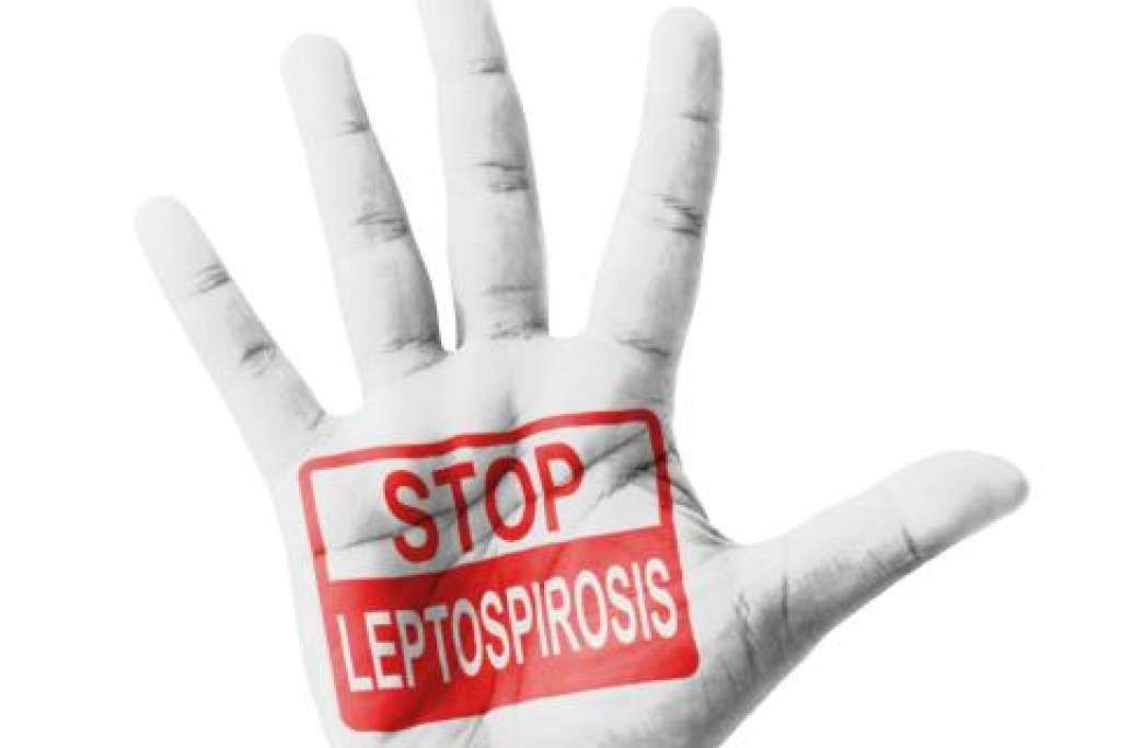 KS: Opsežni inspekcijski nadzori nakon informacije o pojavi leptospiroze