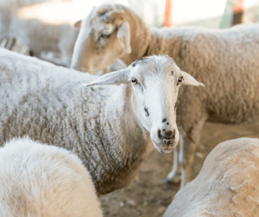Zavod za javno zdravstvo KS: Zdravstvene preporuke građanima povodom Kurban Bajrama