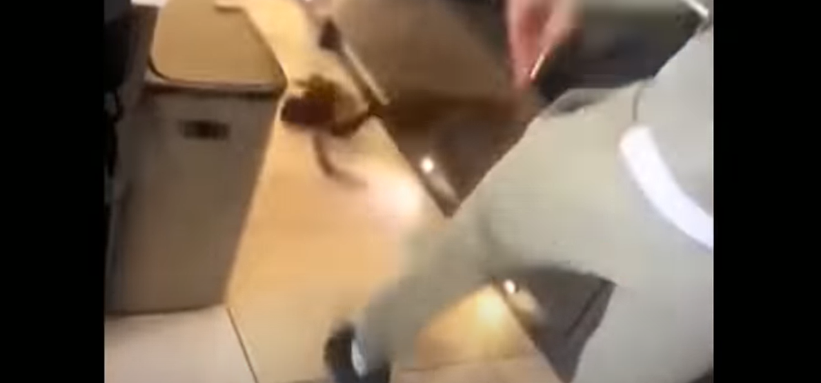 Fudbaler West Hama nije pod istragom zbog snimka na kojem šutira mačku