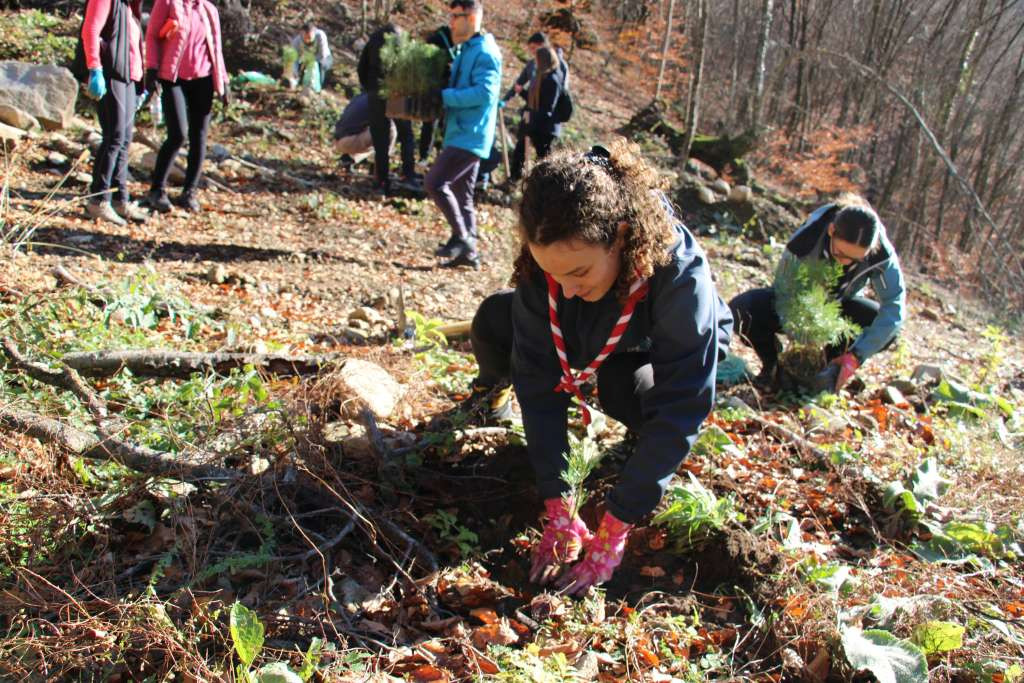 U sklopu Boranke zasađeno 8000 sadnica na opožarenim površinama, u planu još najmanje pet akcija