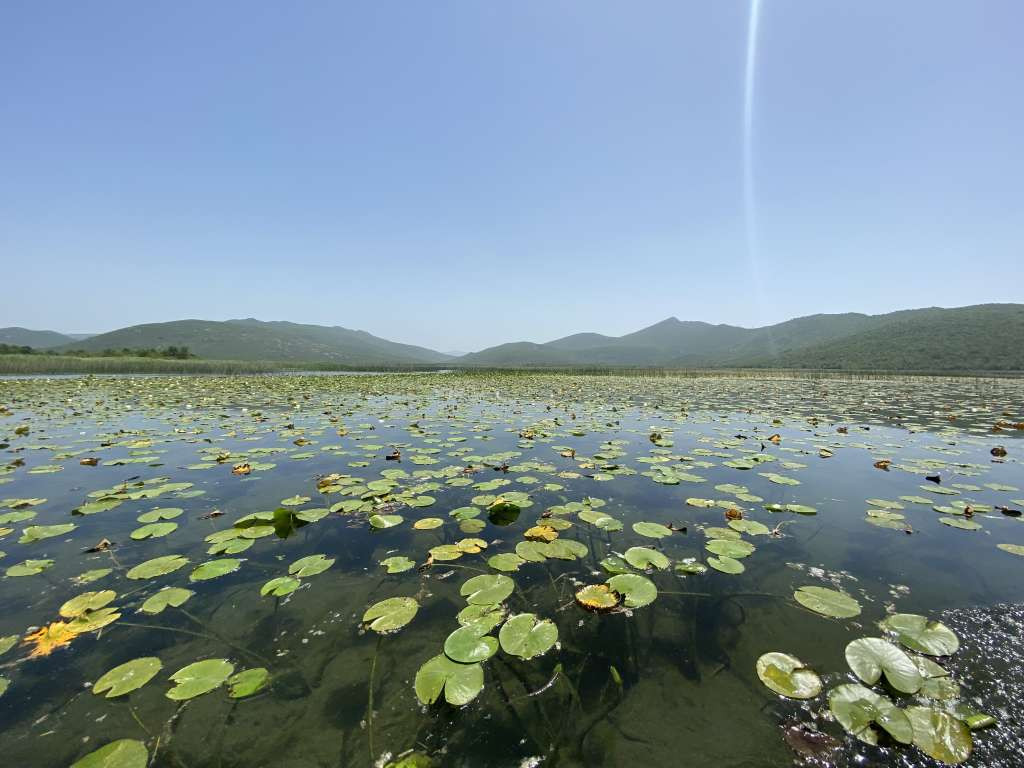 Obnovom Hutovog blata čuvamo jedinstvenu bioraznolikost BiH - WWF Adria