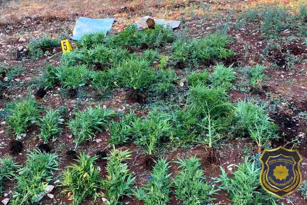 Akcija FUP-a Plant: Droga i oružje pronađeni u HNK, jedna osoba uhapšena