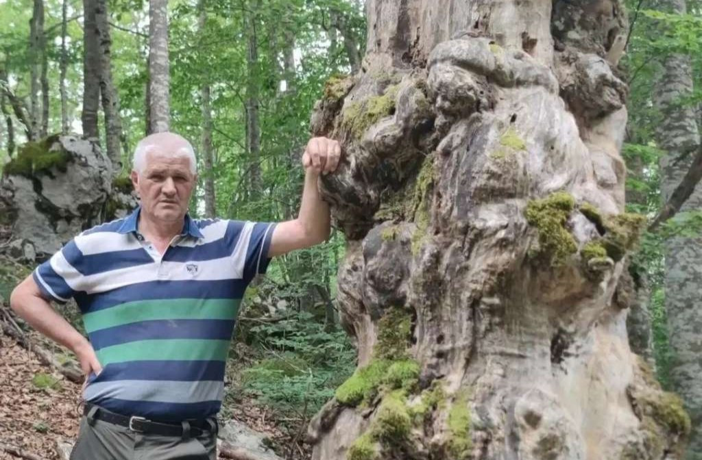 Prirodni fenomen na Vran planini: Stara odumrla bukva predložena za spomenik prirode