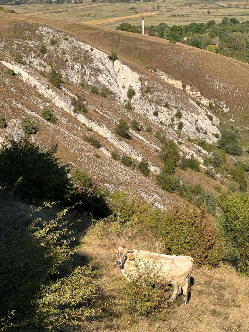 USK proizvodi više od 30 posto mlijeka u FBiH, a pad otkupnih cijena ugrožava farmere