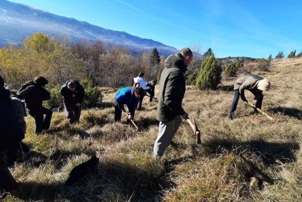Volonteri na Igmanu zasadili 500 sadnica smrče