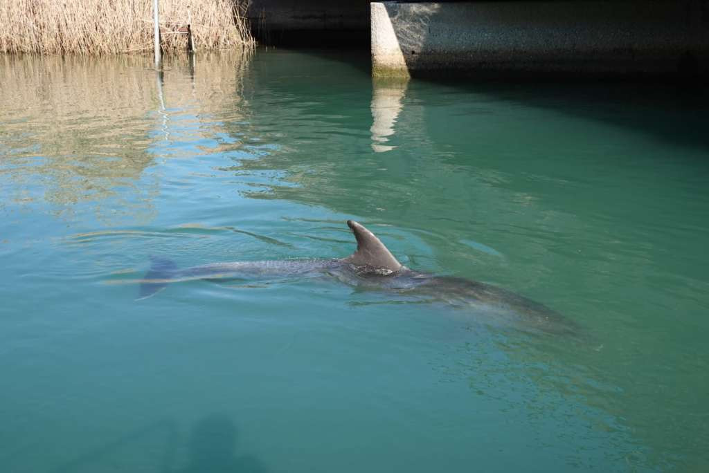 Dupin uplovio u rijeku Jadro, građani Solina pozvani da ga ne uznemiravaju