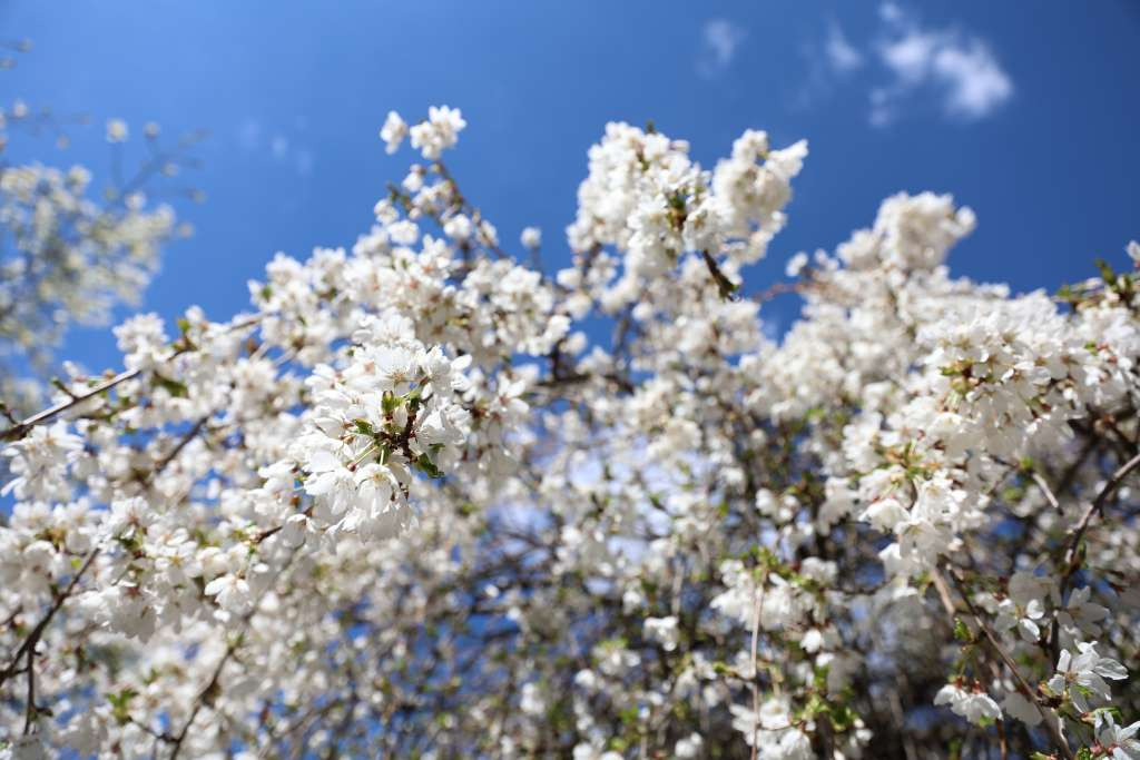 Proljeće 2025. trebalo bi da bude toplije u odnosu na višegodišnji prosjek, izvjesna pojava mraza