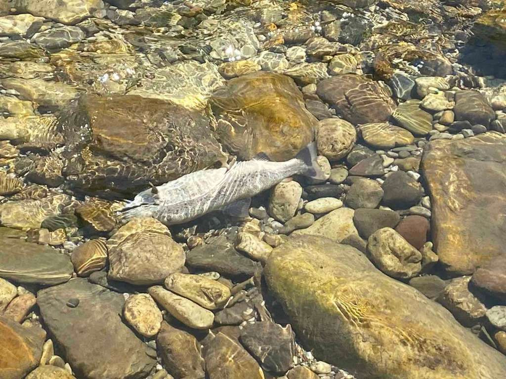 U Neretvi uočena veća količina mrtvih riba