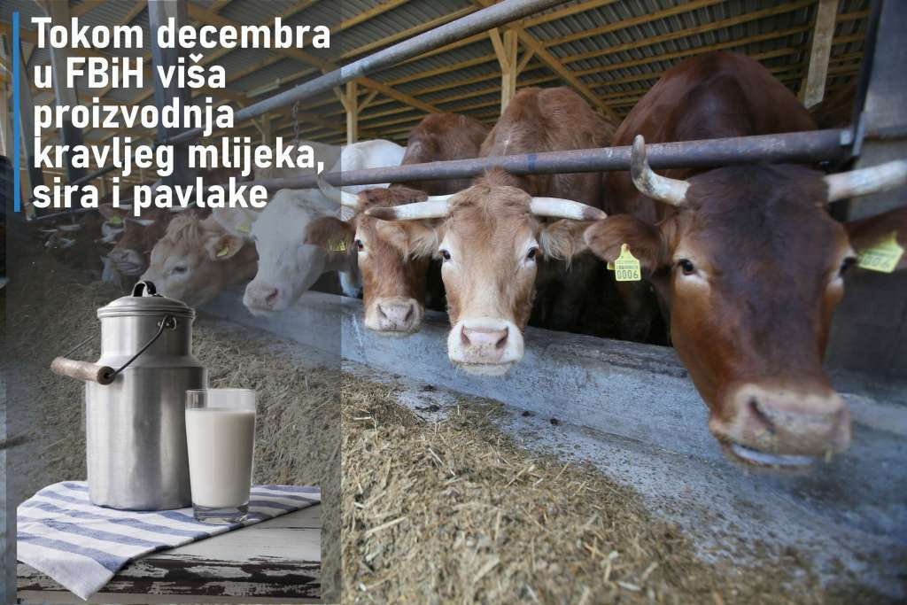 Tokom decembra u FBiH viša proizvodnja kravljeg mlijeka, sira i pavlake