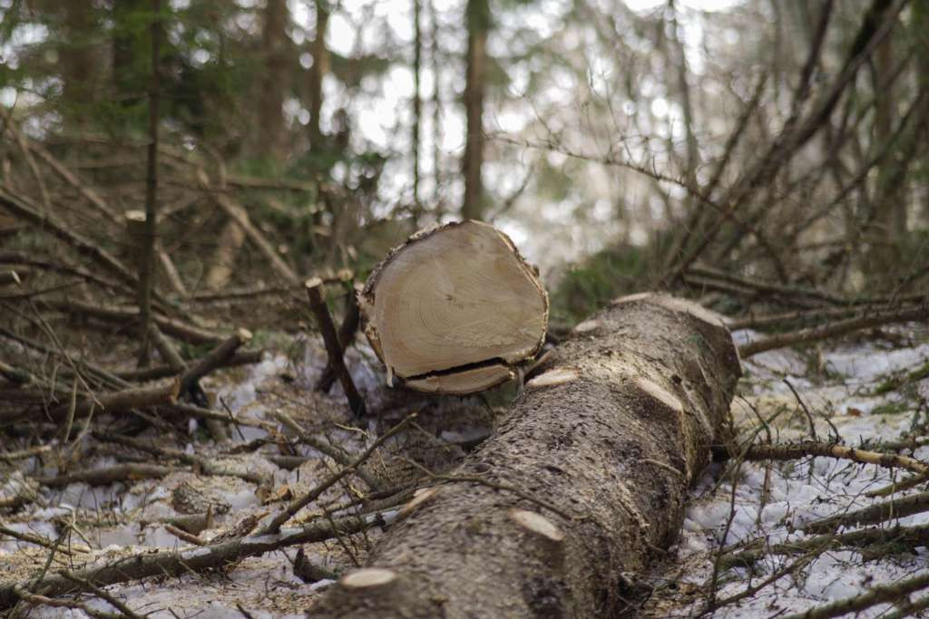 FBiH bilježi porast proizvodnje i prodaje šumskih sortimenata