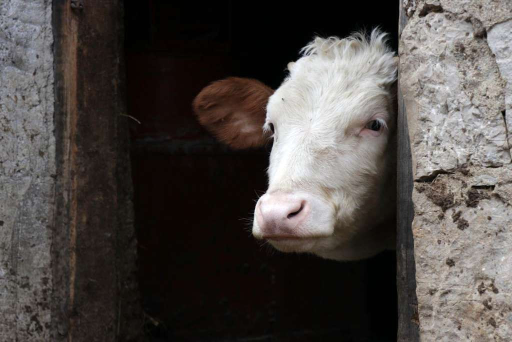 Deset goveda u Bosanskom Grahovu uginulo od zarazne bolesti antraksa