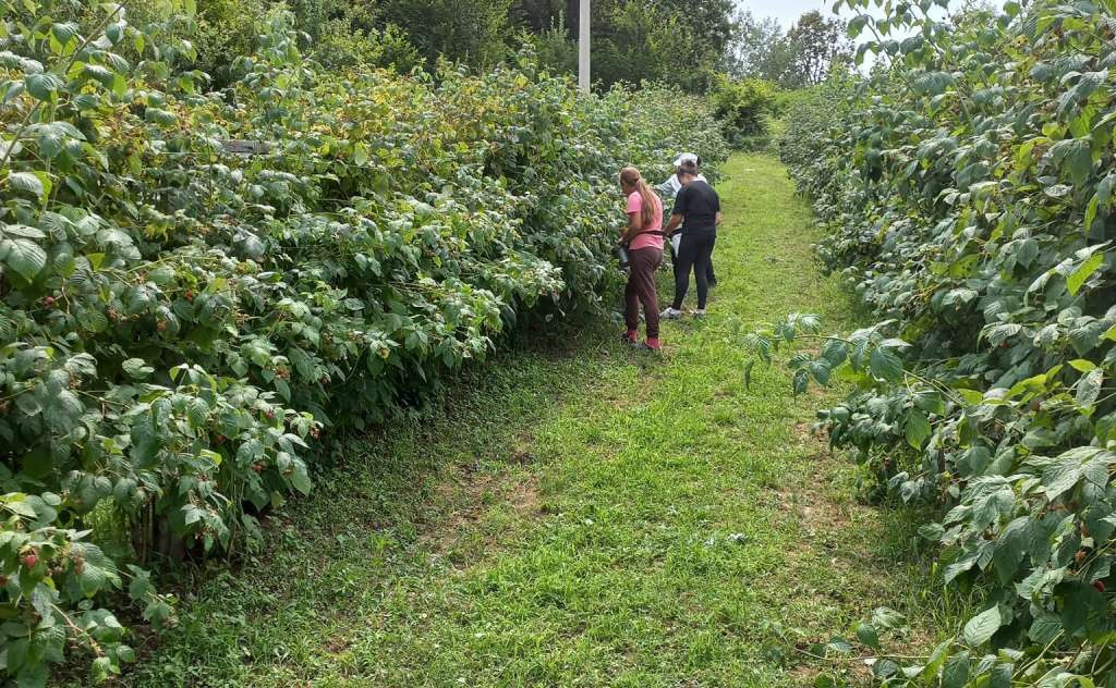 Rod maline u ZDK-u mogao bi biti i 30 % manji nego prošle godine