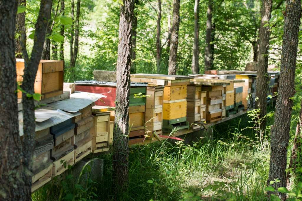 Beč dobio berzu pčela