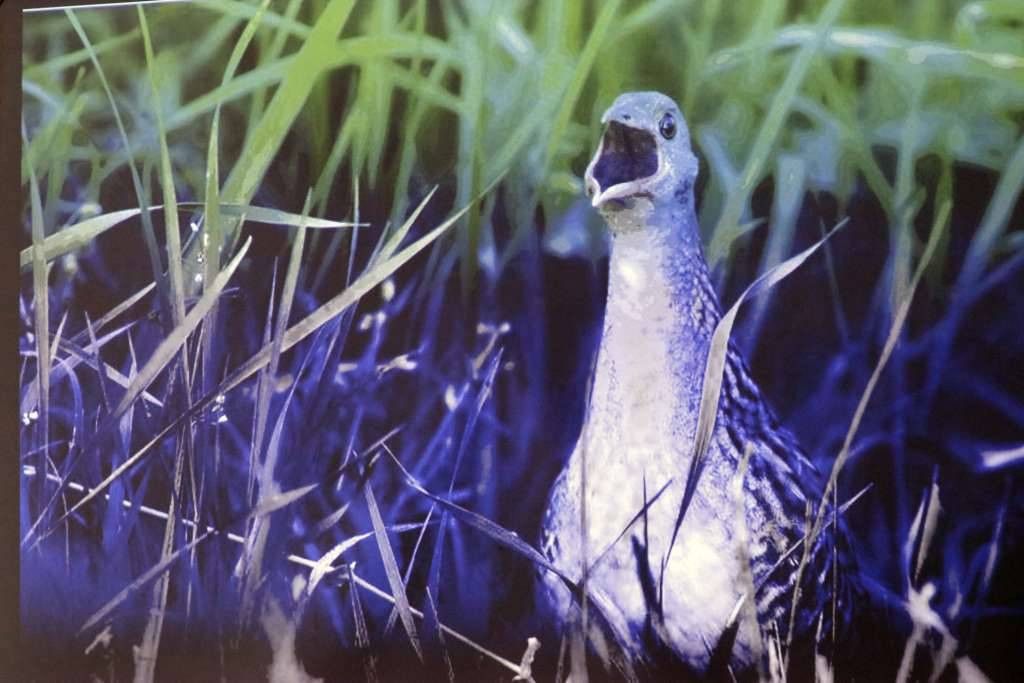 'Naše ptice': Grant za podršku zaštiti prirode i smanjenju krivolova ptica