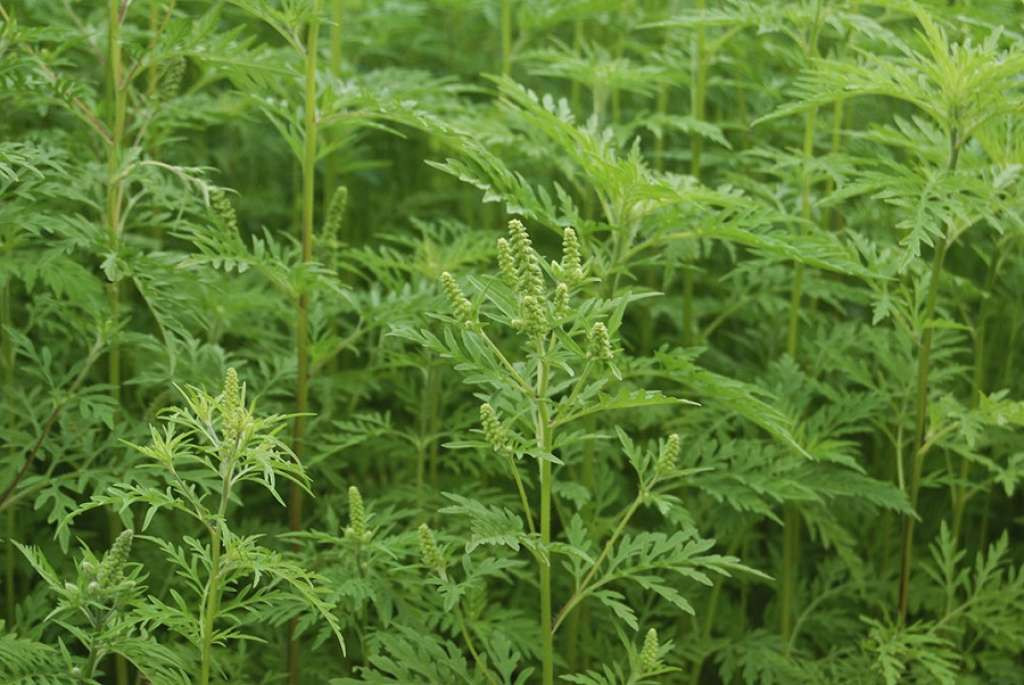 KS - Smanjenje koncentracije polena ambrozije u zraku i polena drugih alergenih biljaka