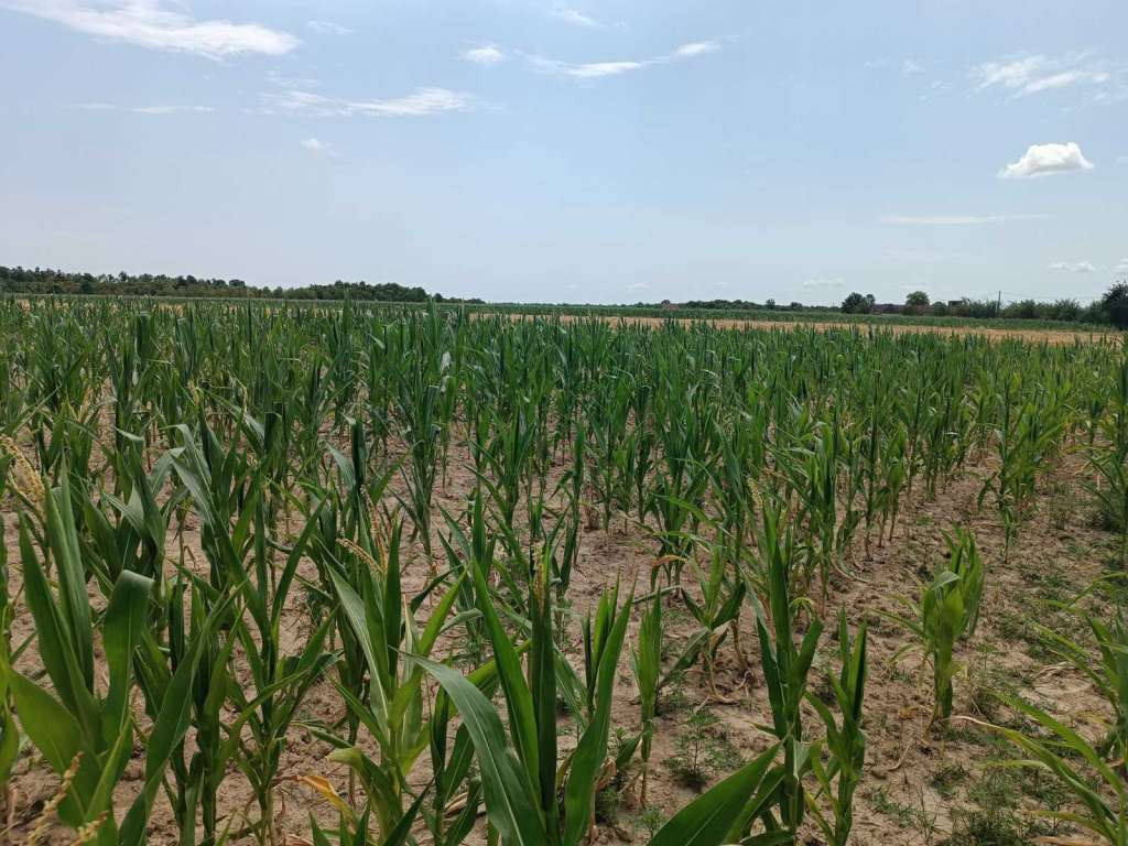 Brčko: Poljoprivrednici očekuju jako loš rod kukuruza