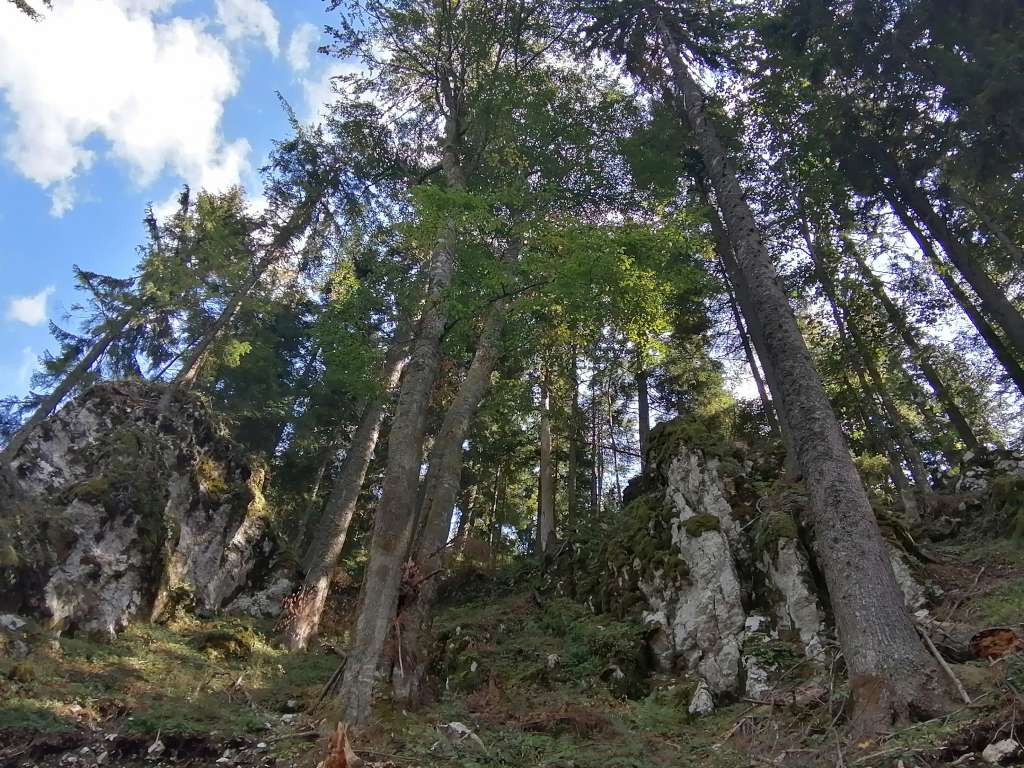 Brčko: Usvojen plan upravljanja šumama