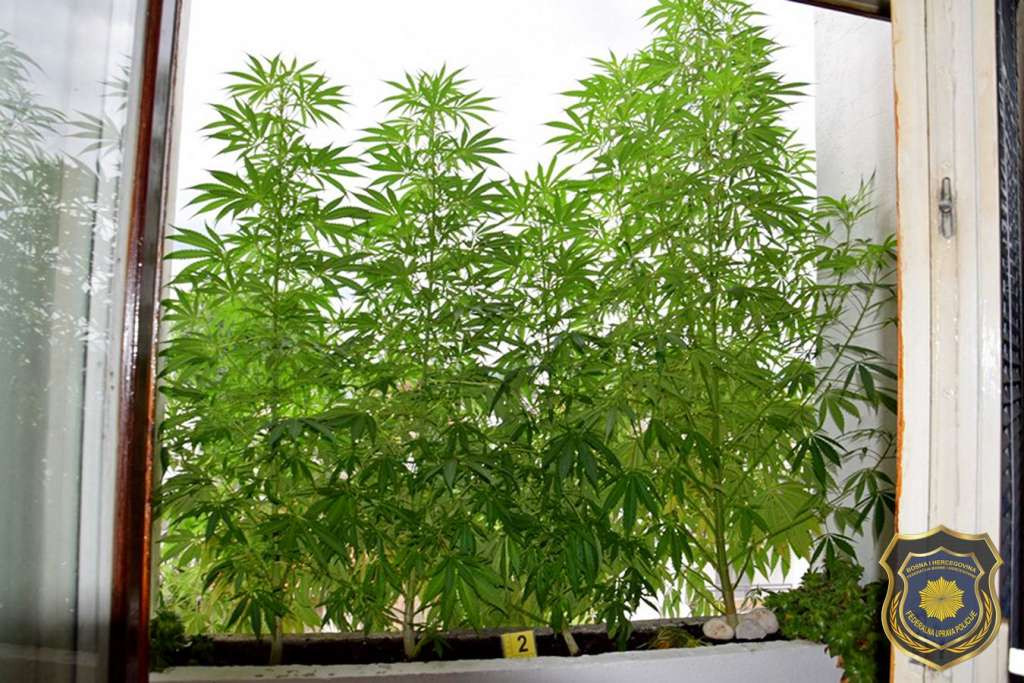 FUP: U Sarajevu uhapšena osoba zbog neovlaštene proizvodnje i stavljanja u promet droge