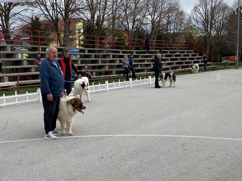 Zana od Badrova iz Livna proglašena najljepšim psom na specijaliziranoj izložbi tornjaka