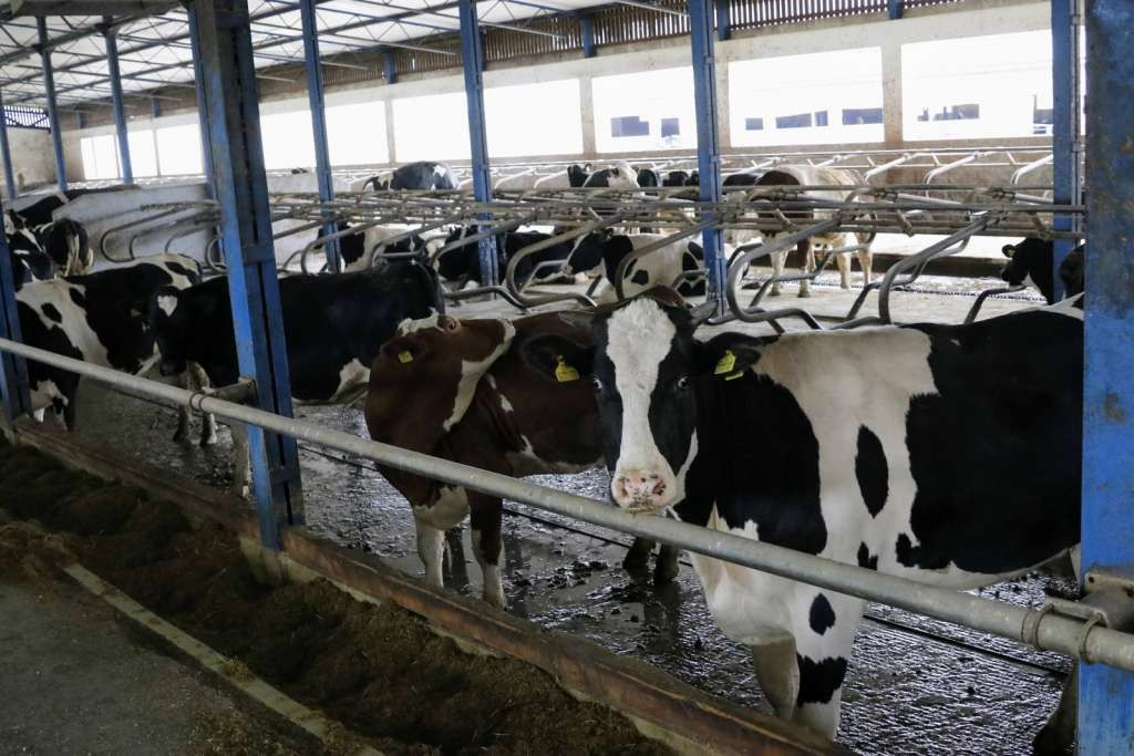 Federalno ministarstvo poljoprivrede - Isplaćene novčane podrške za proizvodnju mlijeka