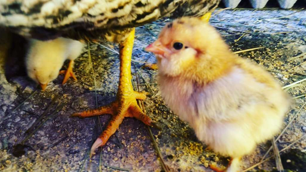 Pola miliona ptica ubijeno u Njemačkoj zbog izbijanja ptičje gripe