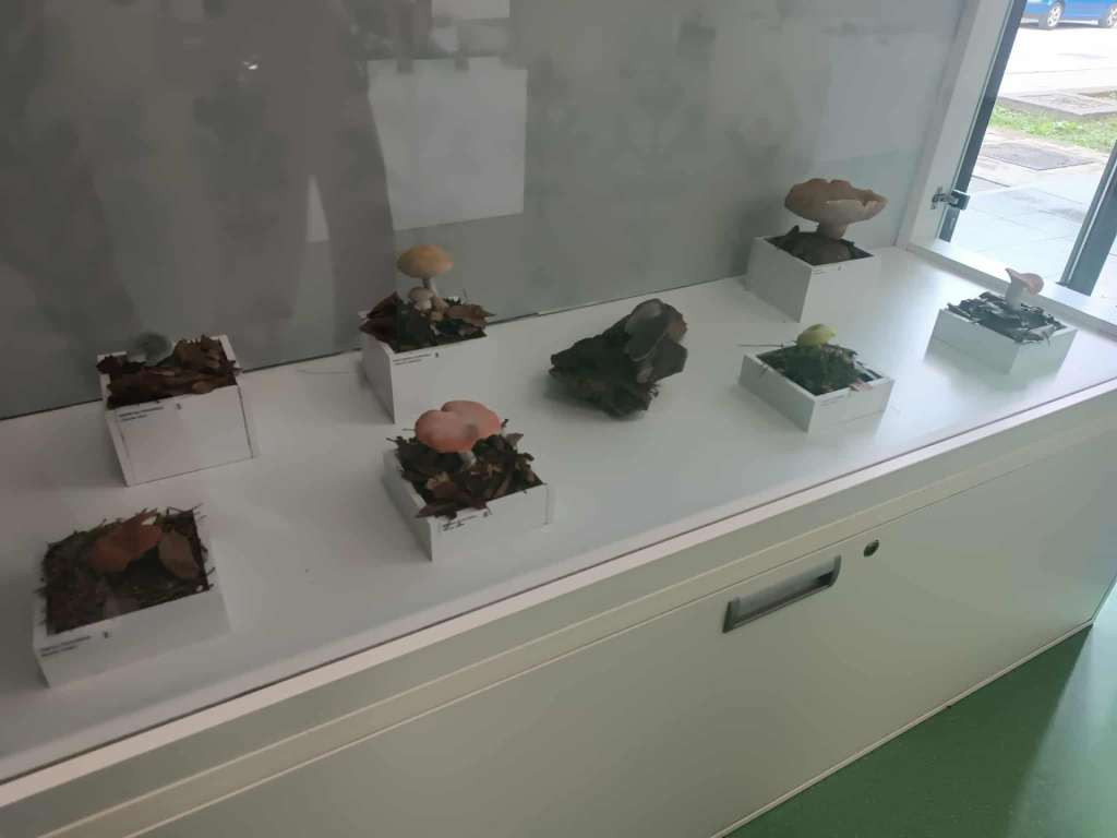 Izložba "Svijet gljiva" u Muzeju Brčko distrikta BiH