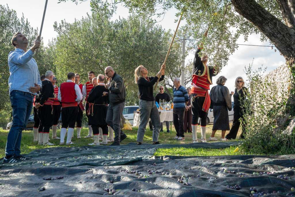 Zatvoreni 'Dani berbe maslina u Hercegovini': Prezentirano tradicionalno branje i prerada ulja
