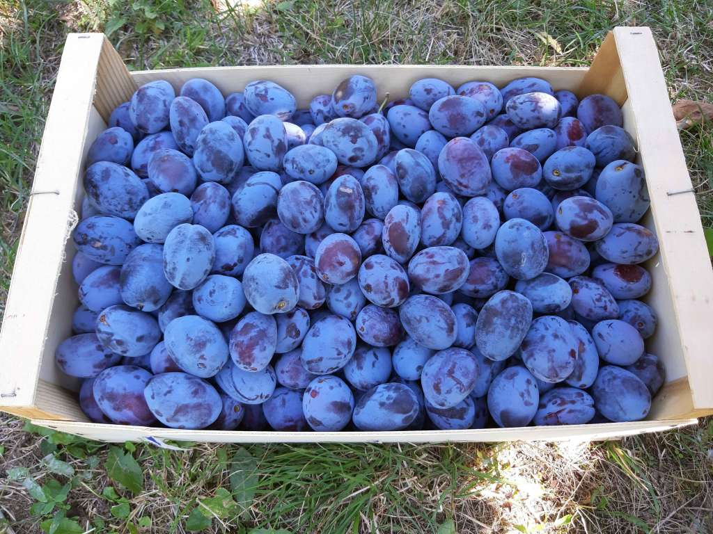 Pripreme za organizaciju 49. sajma 'Dani šljive' u Gradačcu u završnoj fazi