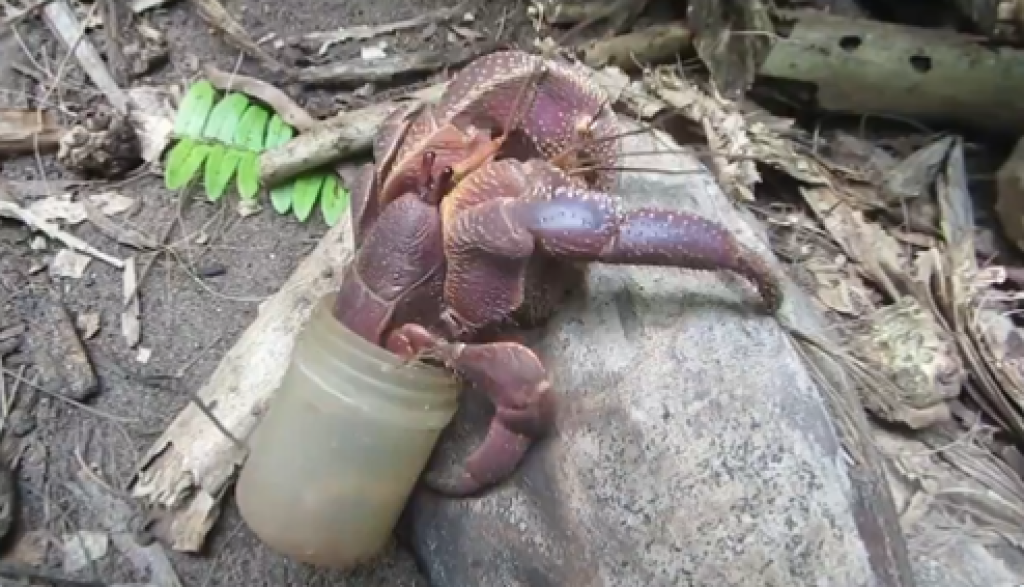 Rakovi pustinjaci sve više nose naše plastično smeće kao svoje kućice