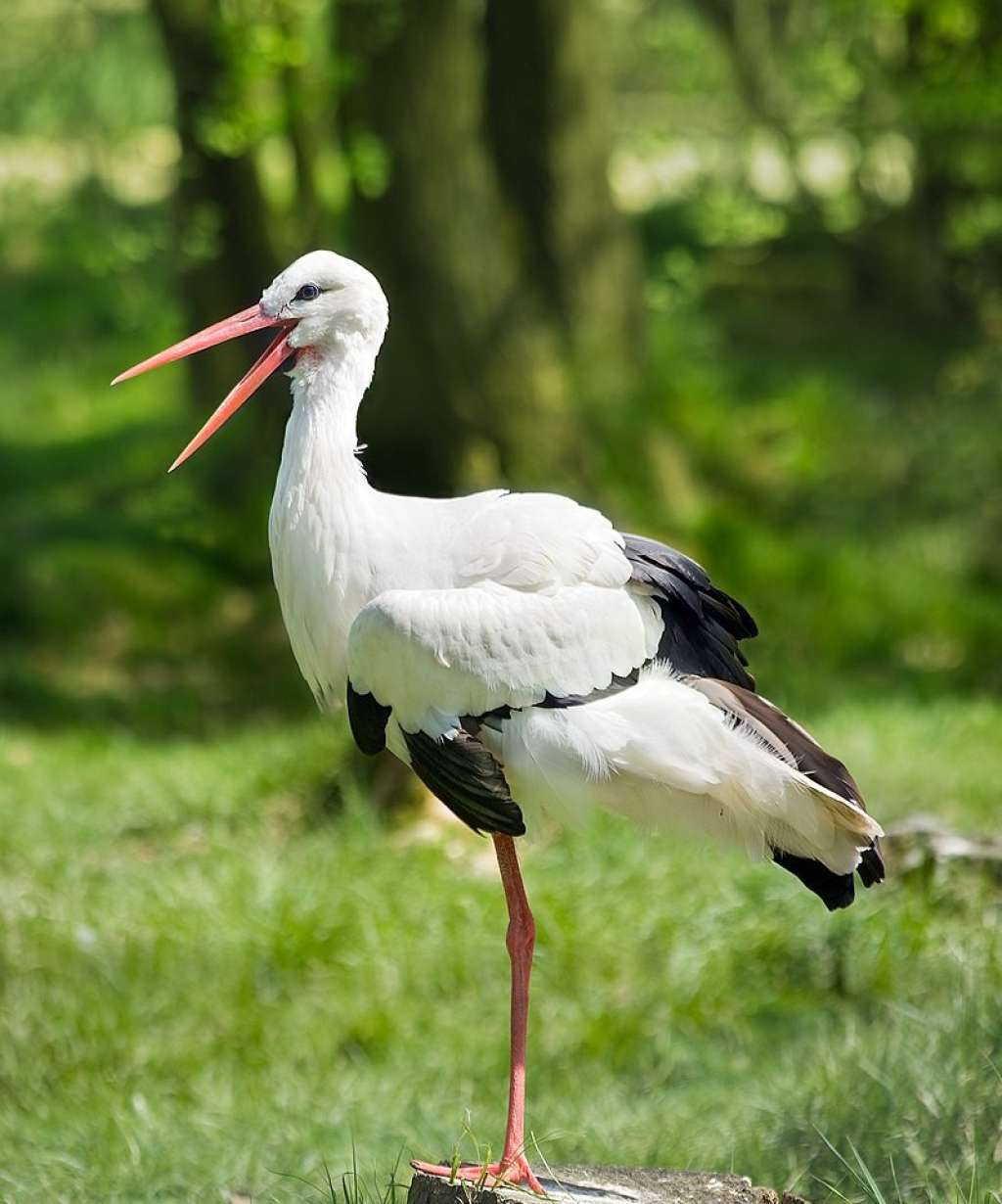 Masovno stradanje bijelih roda u Ramićima kod Banja Luke