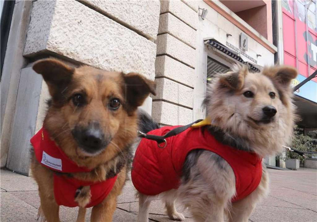 Kanton Sarajevo - Za troškove zdravstvene zaštite pasa i mačaka lutalica 160.000 KM