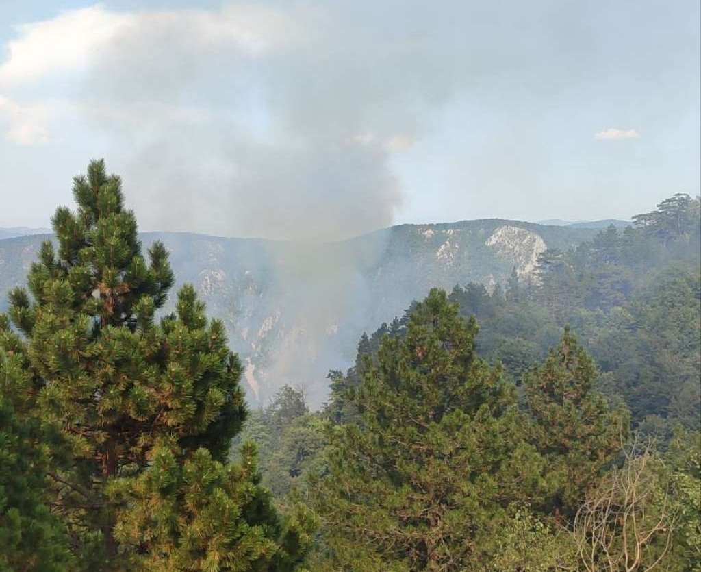 Požar zahvatio hektar visoke šume kod Kladnja