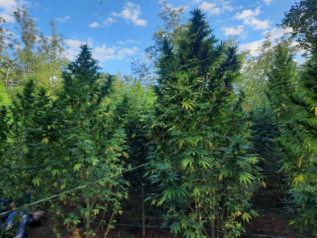 Pripadnici Granične policije BiH otkrili zasad 69 stabljika indijske konoplje