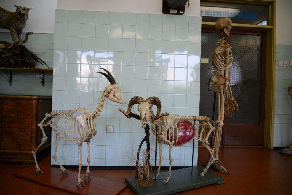 Anatomski muzej Veterinarskog fakulteta UNSA neiscrpan izvor za naučnoistraživački rad