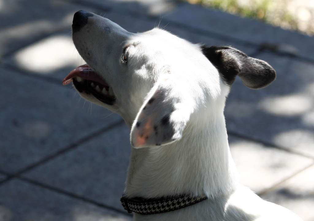 U Rakovici će se graditi novi azil za nezbrinute životinje