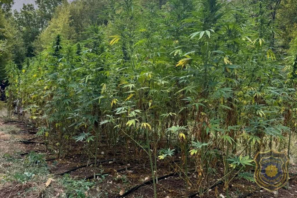 Na području Grabovice pronađena plantaža kanabisa, dvije osobe lišene slobode