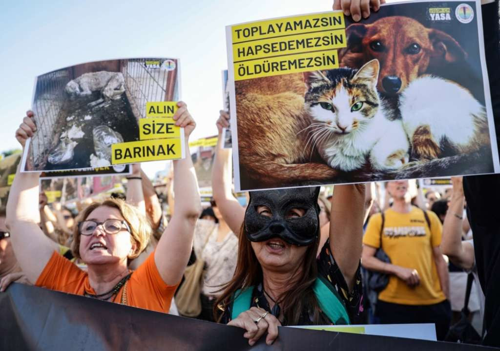 Turska usvojila zakon o uklanjanju pasa lutalica sa ulica, opozicija se protivi